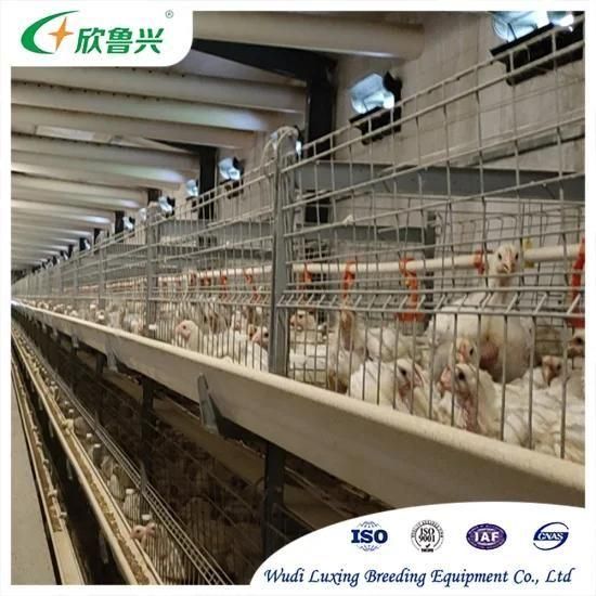 Complete Fully Automatic H Type Broiler Chicken Cage Battery Farming Cage System for ...