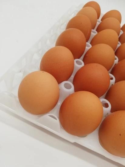 Plastic Egg Tray for Poultry Farm and Supermarket
