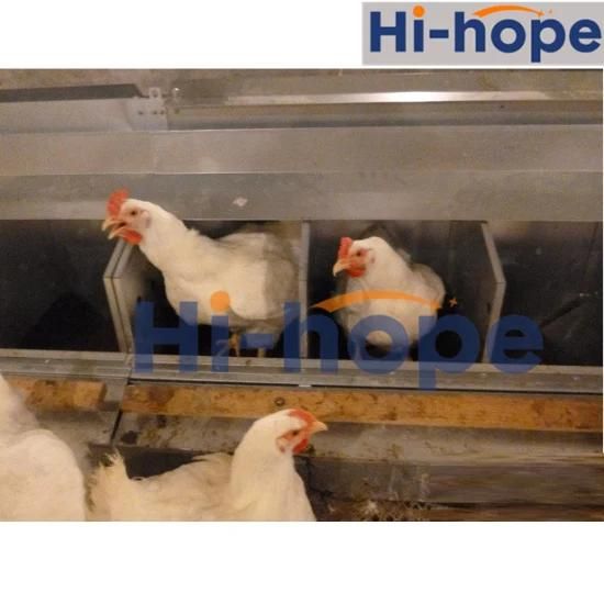 24 Holes Breeder Farm Layer Egg Collecting Nest with Automatic System