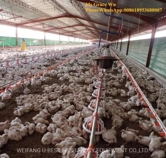 Made in China Chicken Poultry Farm Equipment with Chicken Feeders Drinkers