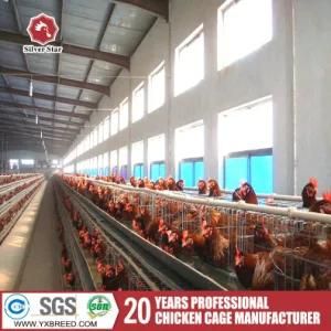 a Type Automatic Chicken Cage Farm Equipment Poultry