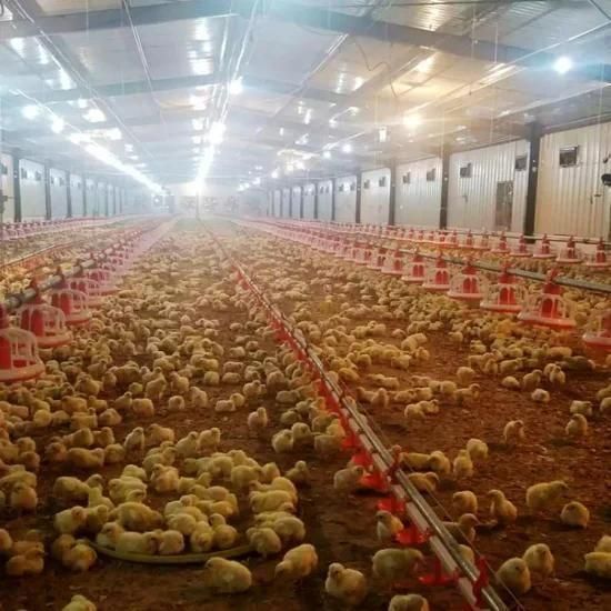 Good Price Chicken Farm Equipment Poultry Closed System