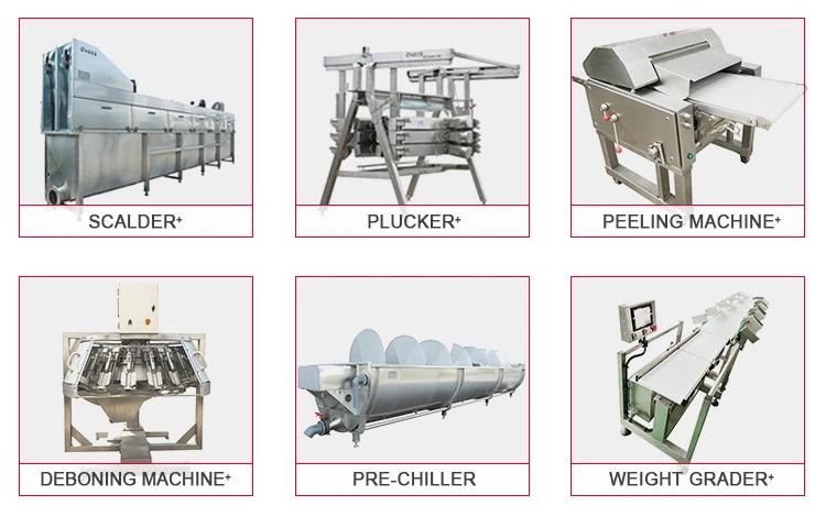 Chicken Abattoir Machine and Slaughtering Machine in The Poultry Processing Plant