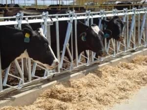 Size Customed High Strength Cattle Panel