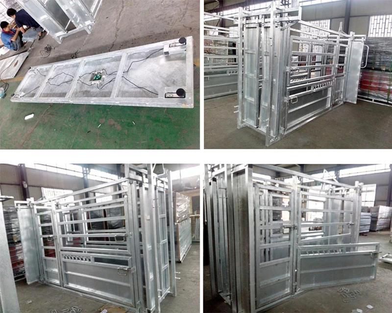 High Quality Powder Coated Cattle Crush for Sale (HLT-CC01)