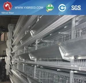 Automatic a Type Poultry Laying Hens Cage