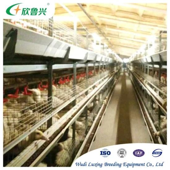 Modern Design 3 4 Tiers H Type Automatic Chicken Broilers Cage System