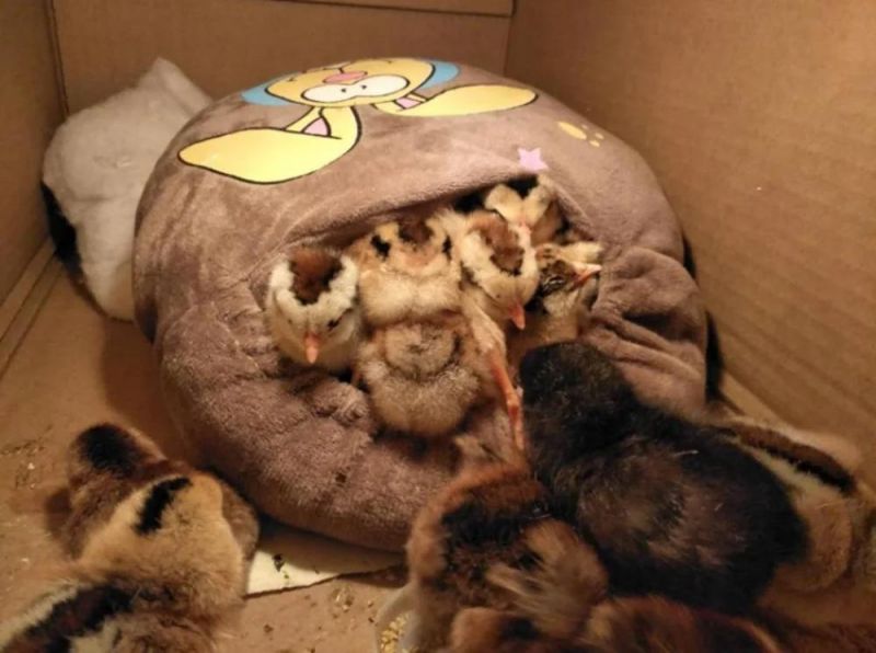 Poultry Egg Incubators Hatching Duck Eggs Fully Automatic Egg Incubator