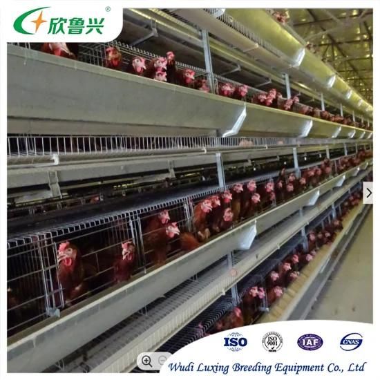 Large-Scale Automatic Animal Husbandry Equipment Battery Chicken Feeding Layer Cages for ...