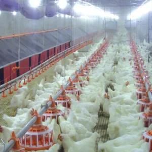 Full Set Poultry Farm Equipment for Chicken Production