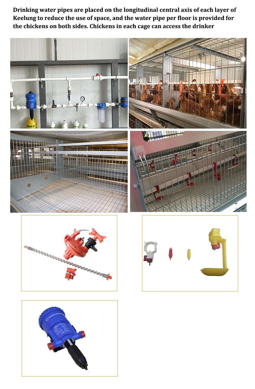 H Type Layer Chicken Equipment with Exhibition Hall