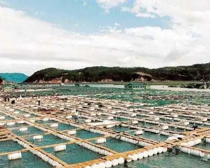 Anti-Shark Cyclone Shoreline Reef Culture Deep Sea Net Fish Cage