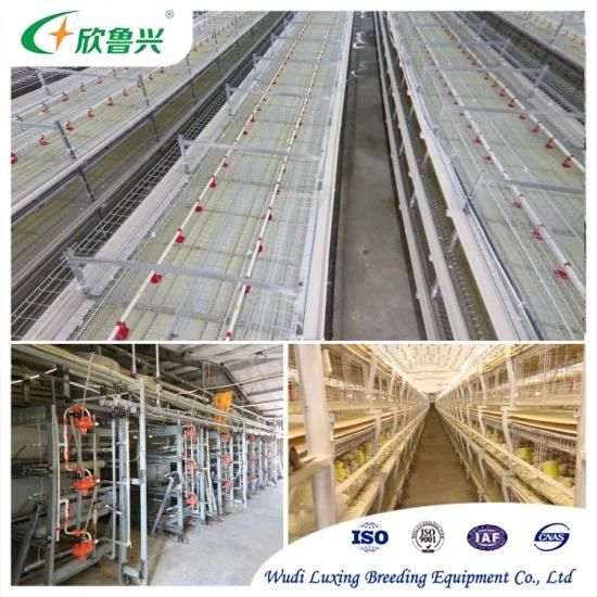 Automatic Controlled Poultry Shed Chicken Cage Equipment for Battery Farming Farm