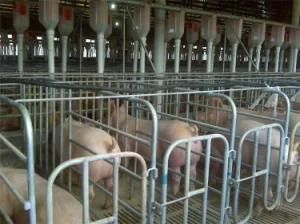 High Quality Free Access Gestation Pen Animal Cage Wholesale for Sale