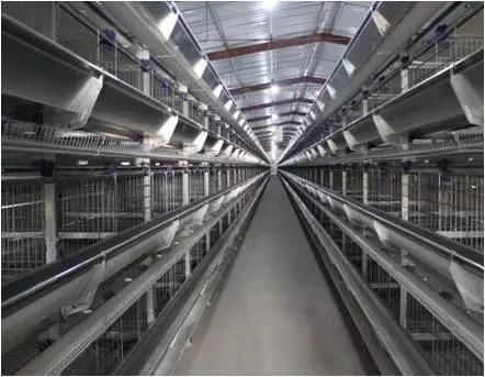 Xgz Group Undertakes Algerian Eggs Equipment Steel Structure Chicken House