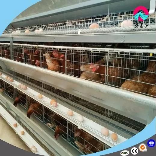 Best Design Low Cost and High Quality Chicken House and Equipment/H-Type Layer Brolier ...