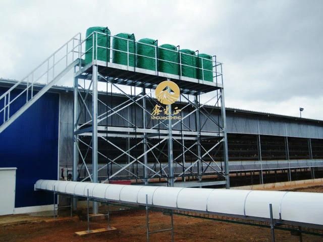 Automatic Poultry House and Equipment The Special Design for Africa