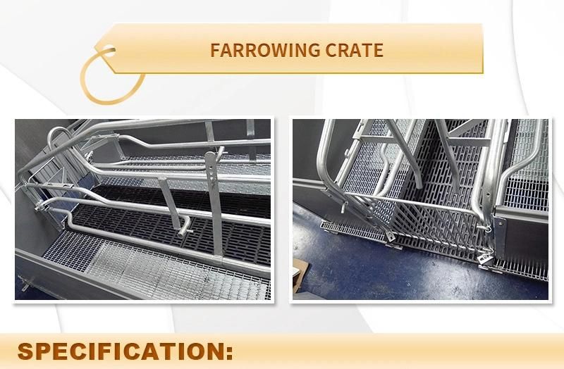 Pig Feeding Equipment Hot DIP Galvanized Steel Farrowing Stall