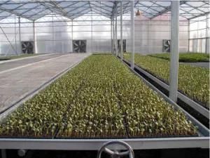 Skyplant Flow Greenhouse Seed Bed with Tray Rolling Bench for Vegetables