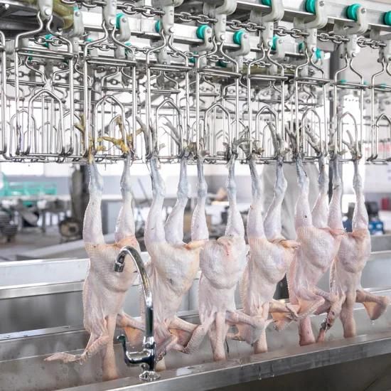 Good Price 300-500 Bph Chicken Processing Plant Chicken Plucking Machine Chicken Slaughter ...
