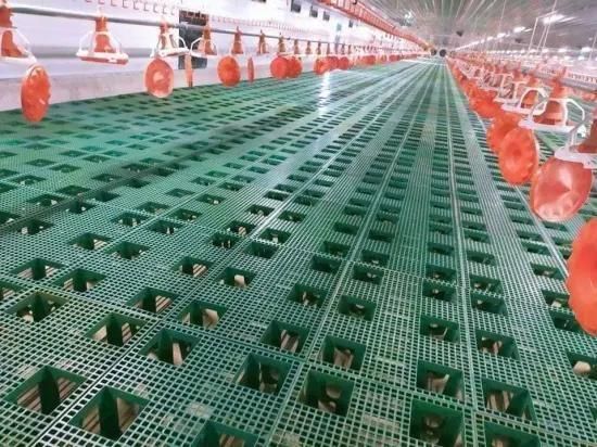 Custom Chicken Farm Feeding Line Meat Coop Floor Chain Conveyor Automatic Feeding System ...