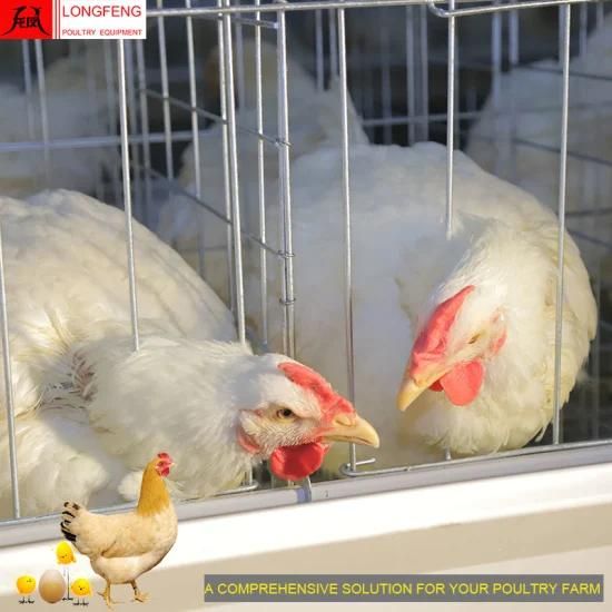 Longfeng Comprehensive Solution for Poultry Farm 15-20years Good Service Electric Chicken ...