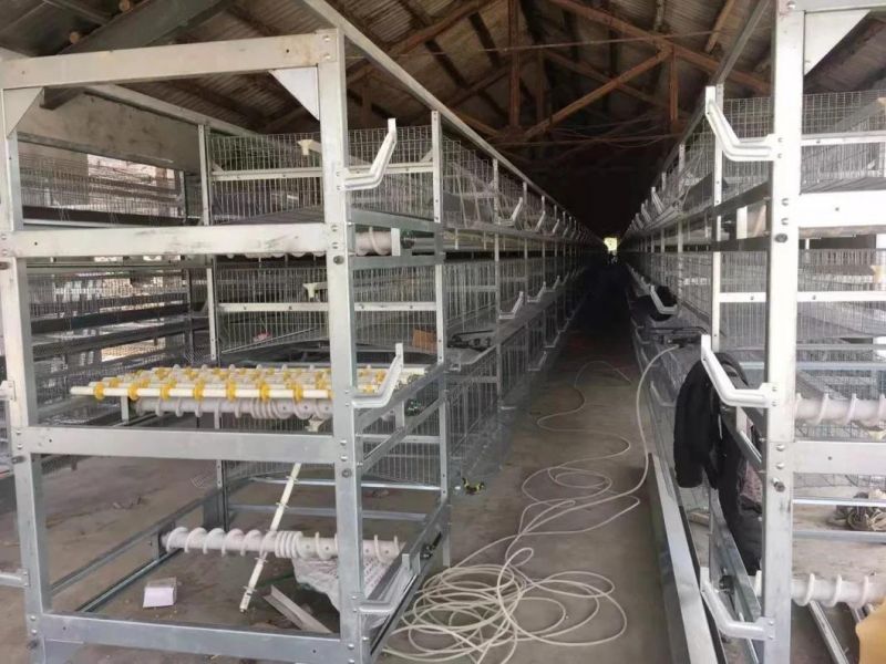 4 Tiers H Frame Style - Fully Autoamtic Cages Chicken Hot Galvanized Cages Poultry Farm System
