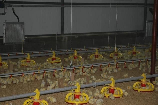 Automatic Nipple Drinker Watering Line System of Poultry Farm
