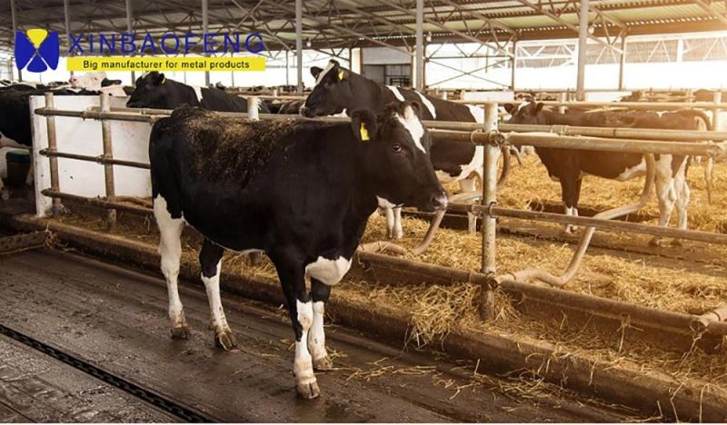 Cow Headlock with Hot-Galvanized Steel Pipe / Cow Equipment / Cattle Headlock