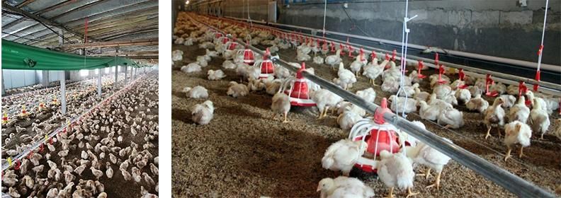 Automatic Poultry Broiler Feeder Pan Feeding System for Broiler
