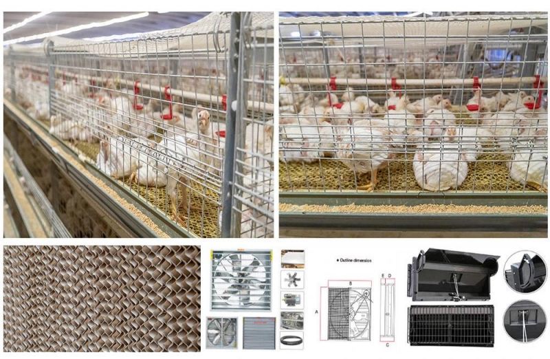 H Type Automatic Broiler Feeding System Broiler Chicken Cage for Battery Farm