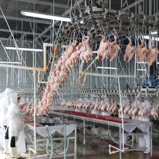 Equipment Slaughter Poultry Plant Slaughtering Slaughterhouse Chicken Abattoir