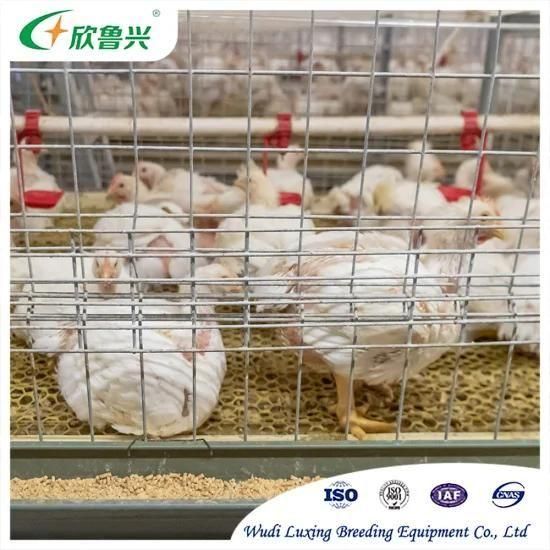 Broiler Chicken Farm Shed Automatic H Type 3 Tiers 4 Tiers Chicken Cage for Broiler ...