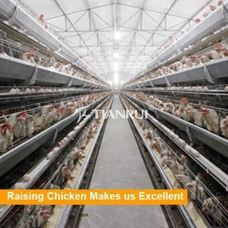 Automatic Egg Chicken Layer Battery Cages for Poultry Farm Design
