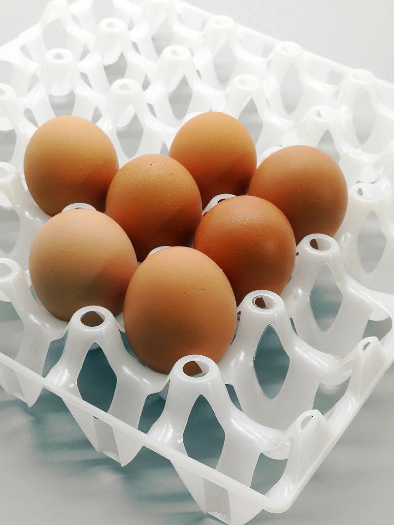 30 Holes Plastic Egg Tray for Egg Transporting