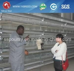 Best Price Automatic Layer Chicken Poultry Shed Cages with Eggs in Algeria