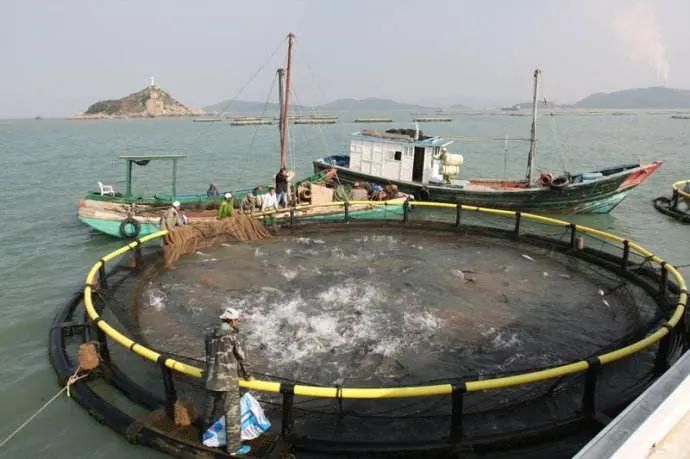 Tilapia Anti-Pollution Aquaculture Farming Fish Cage