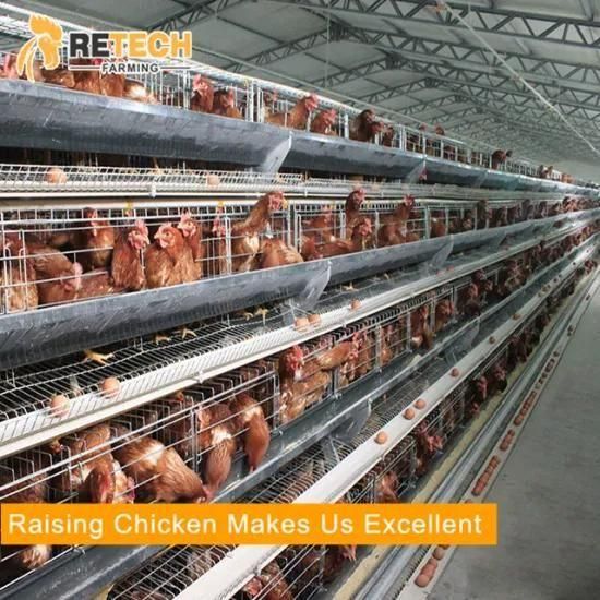 A type poultry shed chicken egg layer cages