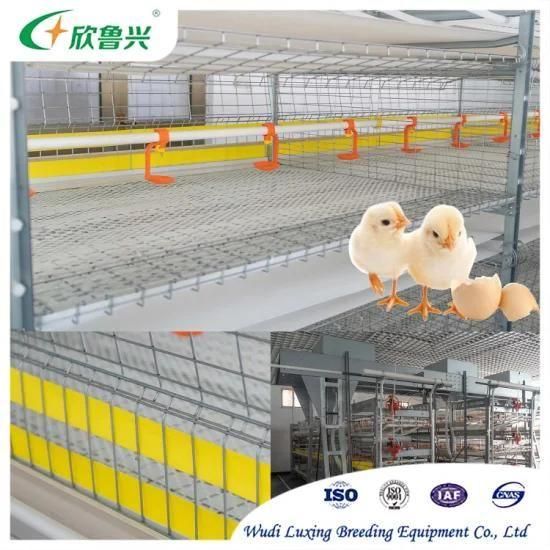 Automatic Poultry Equipment Baby Chicken Layer Cage for Baby Chicken