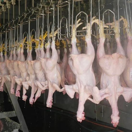 1000bph Chicken Slaughter Line Automatic Chicken Slaughter Machines Line