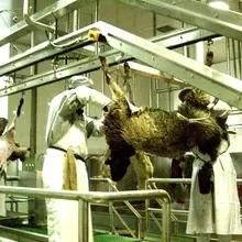 Goat Slaughter Equipment for Halal Slaughterhouse with Sheep Lariage