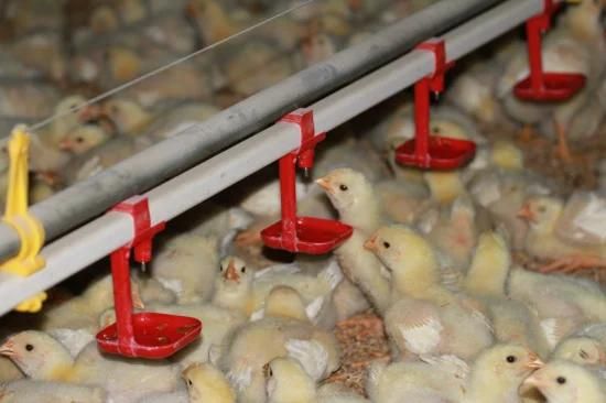 Automatic Drinker System for Ground-Breeding or Cage-Breeding in Poultry Farm