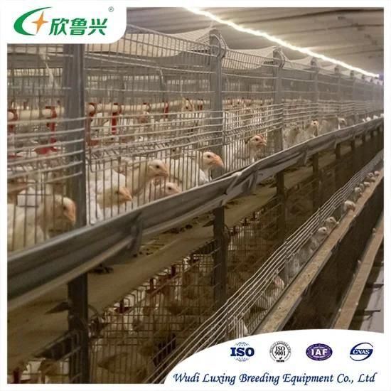 Cage for Broiler Broiler Chicks Live High Quality Cheap Poultry Cage Layer Chicken