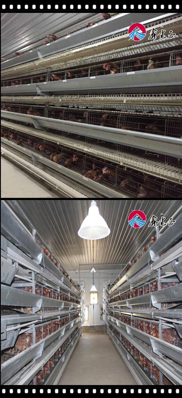 Machinery Type H Chicken Cage and Layer Automatic System Poultry Farms