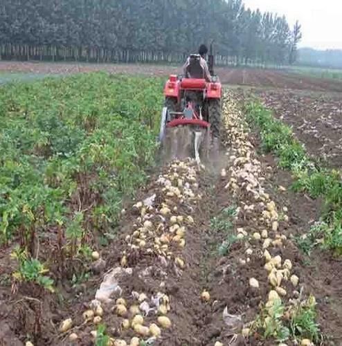 1.3m Garlic Shallot Potato Harvester with Auto Picking System