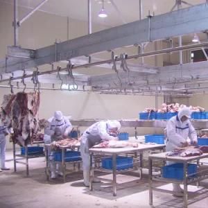 Islamic Abattoir Bull Slaughtering Line with Cattle Meat Processing Cutting Butcher ...
