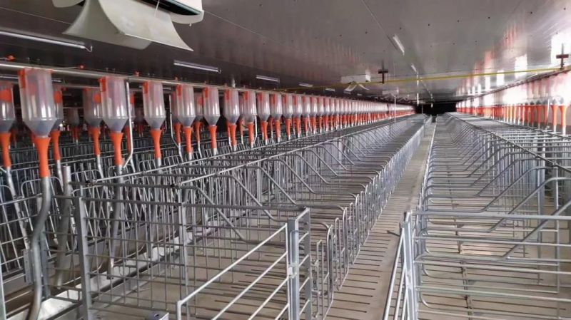 Pig Farming Equipment Automatic for Sale