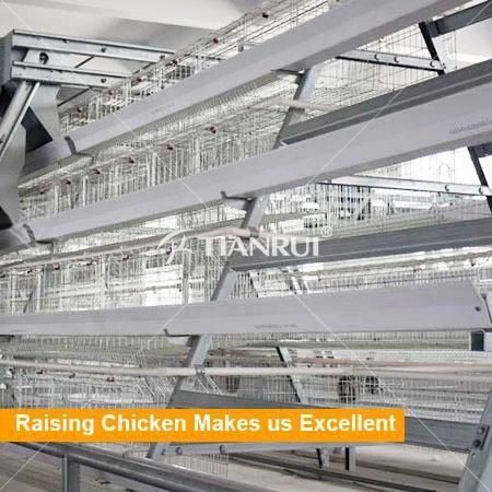 +15 years life time automatic chicken cage system for sale