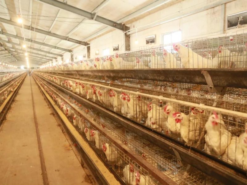 Battery Cage for Layer 3 Tiers 96 Pieaces Hot Galvanized Cage Simple Design