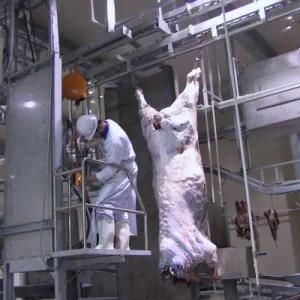 Muslim Bull Slaughtering Line with Cow Meat Processing Cutting Butcher Abattoir Equipment